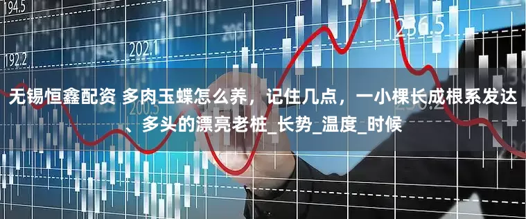 无锡恒鑫配资 多肉玉蝶怎么养，记住几点，一小棵长成根系发达、多头的漂亮老桩_长势_温度_时候